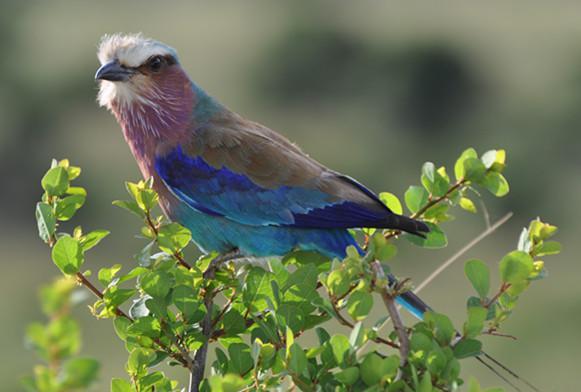 肯尼亚国鸟紫胸佛法僧
