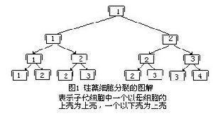 硅藻细胞分裂图解