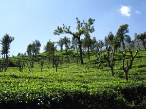 斯里兰卡茶园