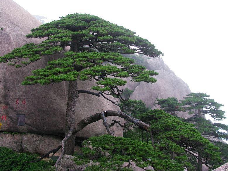 尧山迎宾松