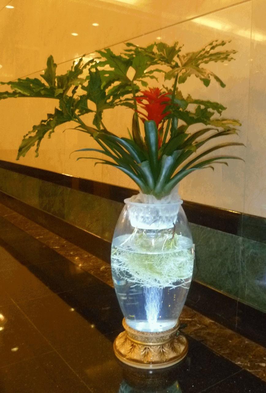酒店用水培花