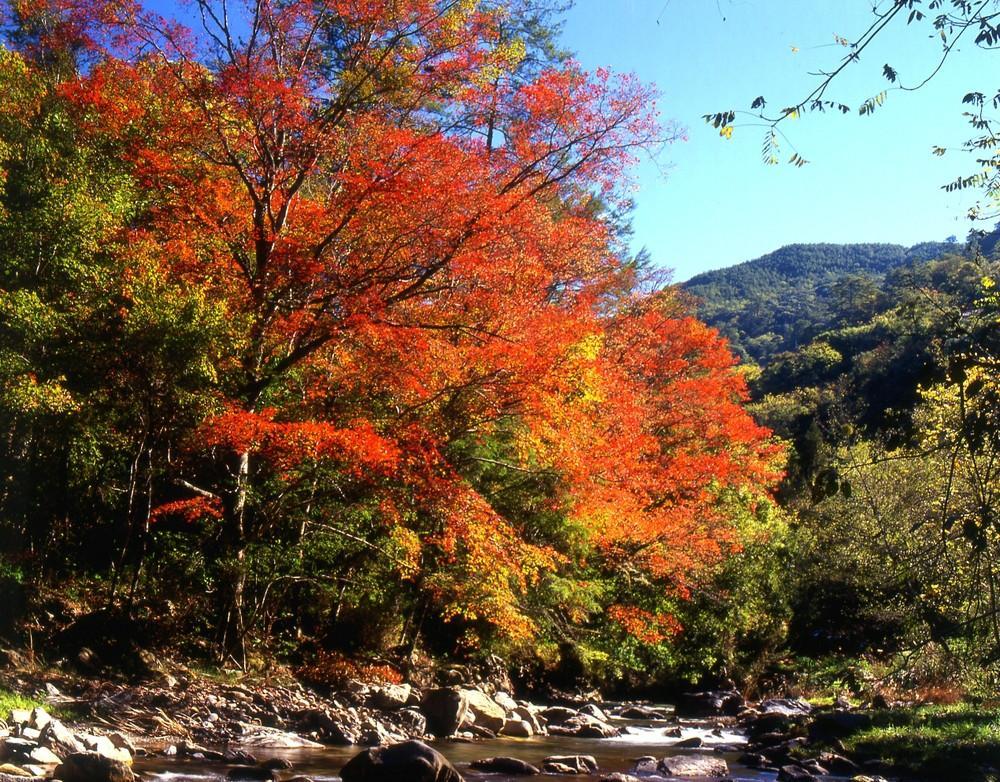 台中市武陵森林游乐区秋季的枫红景象