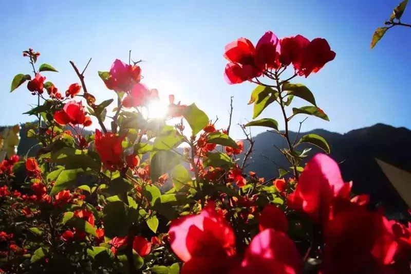 尧山杜鹃花